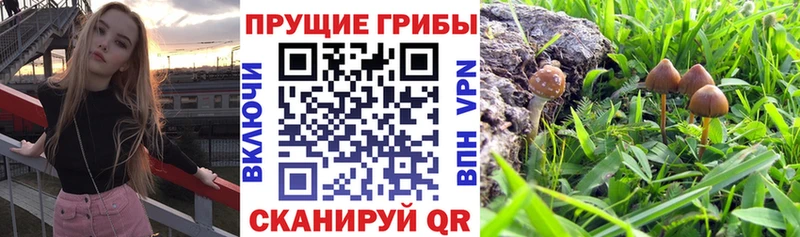 Галлюциногенные грибы Magic Shrooms  маркетплейс какой сайт  Новоалтайск 